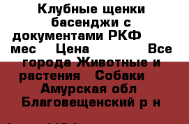 Клубные щенки басенджи с документами РКФ - 2,5 мес. › Цена ­ 20 000 - Все города Животные и растения » Собаки   . Амурская обл.,Благовещенский р-н